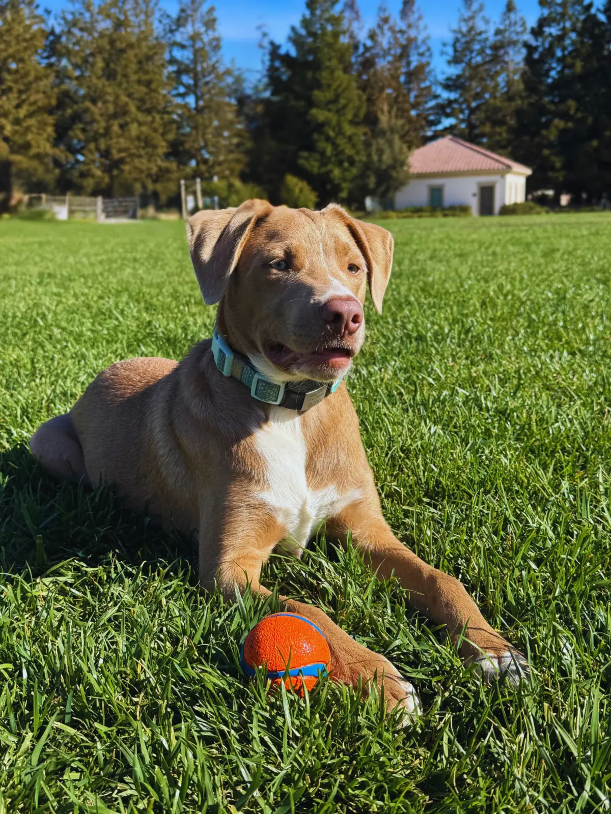 Pet friendly rental homes